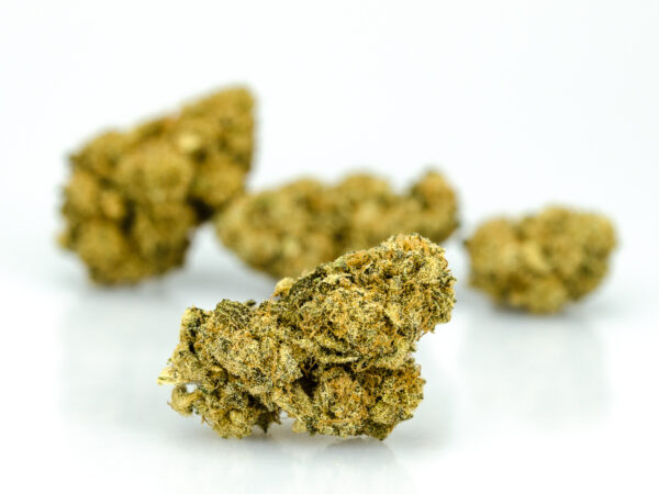 03.Sensi Bud 2.0 3