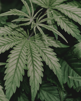 CBD Produkte kaufen